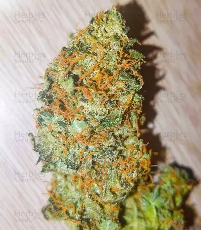 Different GG#4 Seeds (AlphaFem Seeds)