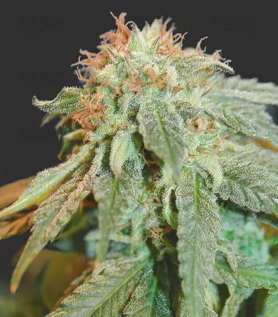 Graines de cannabis Digweed (House of the Great Gardener Seeds)