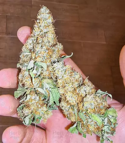 Dozy Sith Seeds (AlphaFem Seeds)