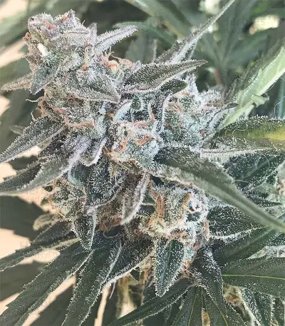 King’s Kush Auto CBD (GHS)
