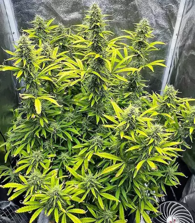 Kosher Kush 66 Autoflower Feminized Seeds (EGS)