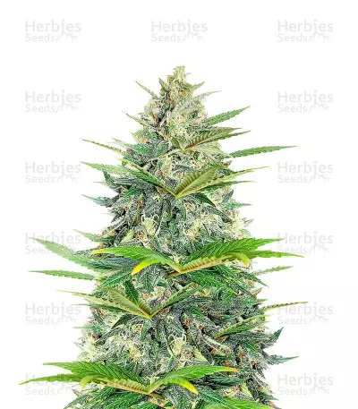 Graines de cannabis Lemon Haze Auto (Expert Seeds)