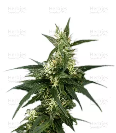 Graines de cannabis Neville's Haze (GHS)