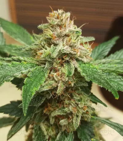Purple Punch Seeds (Fast Buds)