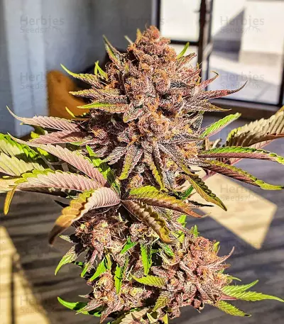 Red Hot Cookies Seeds (Sweet Seeds)