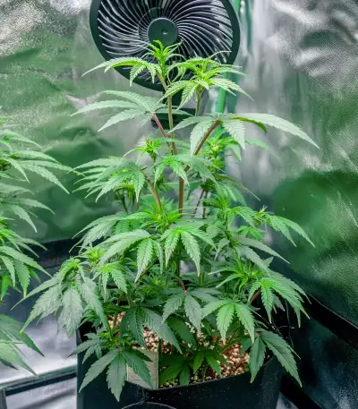 Graines de cannabis Automatic (Big Buddha Seeds)