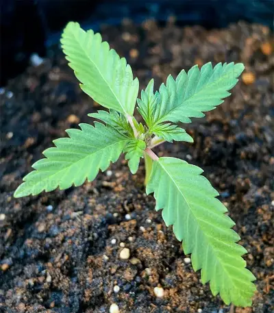 Blue Zushi Seeds