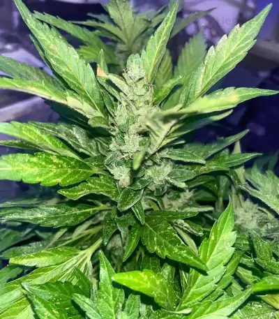 Bubble Gummy Auto (Ethos Genetics)