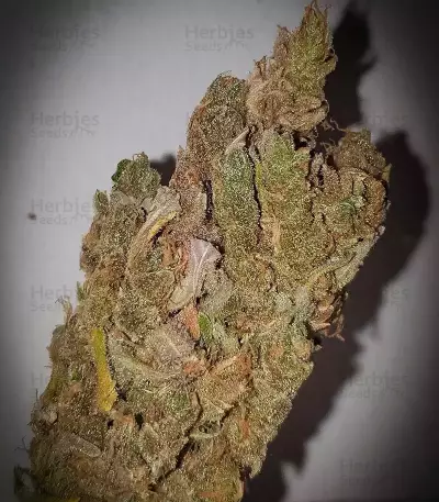 Semi Femminizzati Café Racer (BlimBurn Seeds)