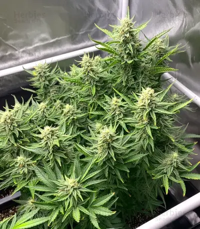 Critical Purple Auto Seeds
