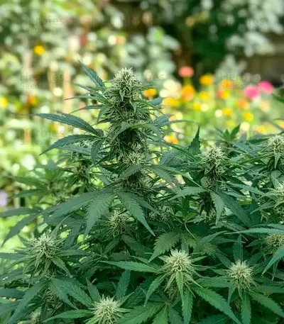 Doctor Shiva Auto (Flash Seeds)
