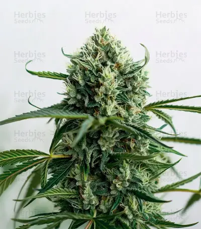 Elephant Auto Seeds