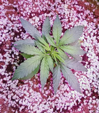 Exodus Cheese x Jack Herer x NL5 feminized seeds