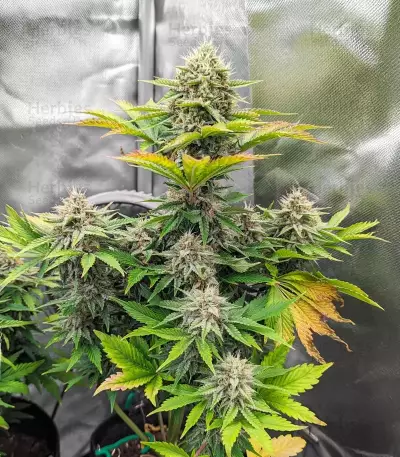 Forgotten Cookies Auto (Mephisto Genetics)