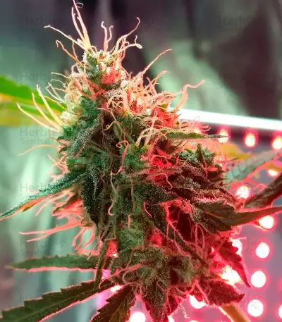 Gorilla Glue (Herbies Seeds)