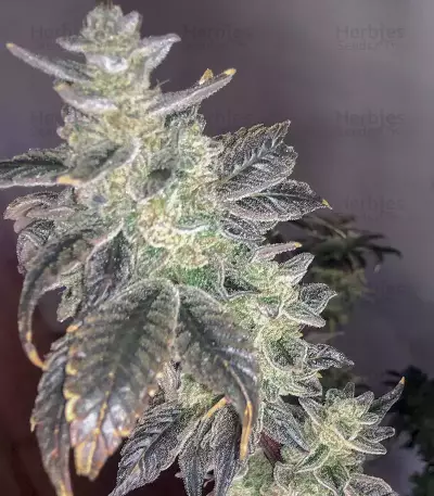 Semillas feminizadas Golosa (Delicious Seeds)