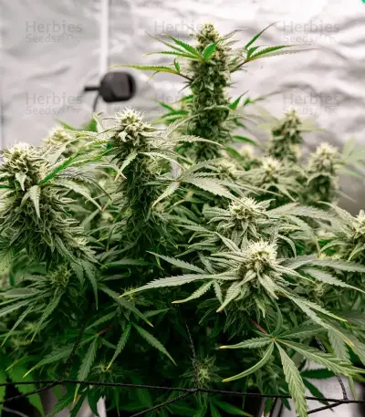 Gorilla G4 Fast Seeds
