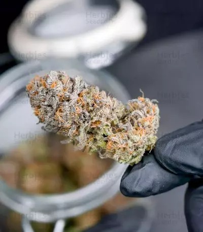 Haze Berry Seeds