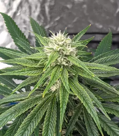 Humboldt Headband Feminized (Humboldt Seeds Company)