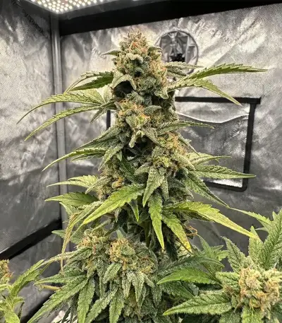 Graines de cannabis Hybrid X (Cream of the Crop Seeds)