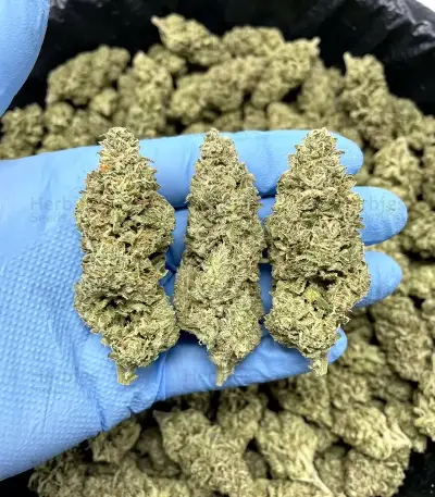 Kyle’s Cherry AK 47 Seeds