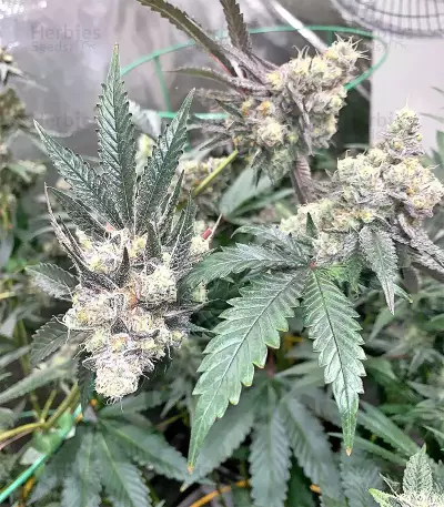 Larry OG Kush Seeds