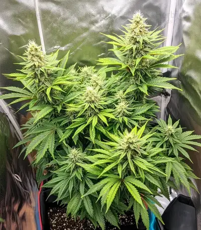 Melonade Runtz Seeds