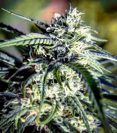 Mexican Sativa Seeds