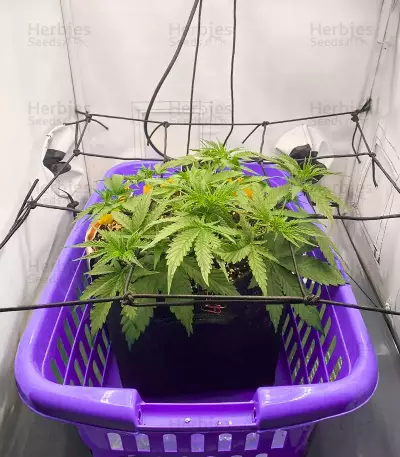 Mimosa Automatic Seeds (Royal Queen Seeds)