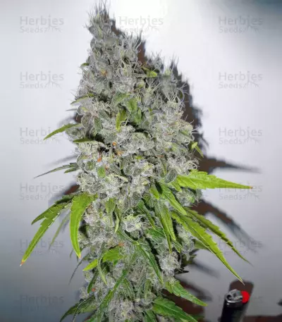 Nevil Bilbo Auto (Genehtik Seeds)