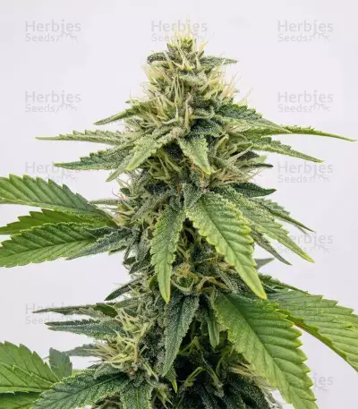 OG Kush Seeds