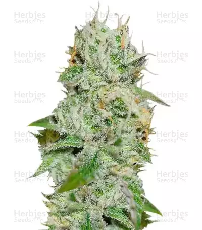 Original Juan Herer (Delicious Seeds)