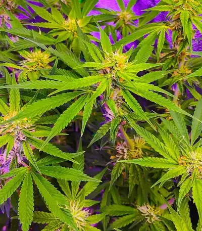 Section 781 Fast Flowering Seeds (Blimburn x Herbies)