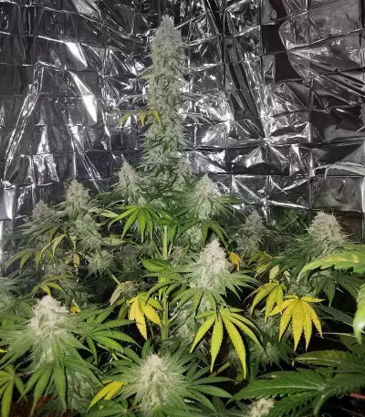 Smurfberry Auto feminized seeds