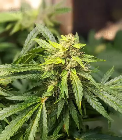 Sour Bubbly Auto (Mephisto Genetics)