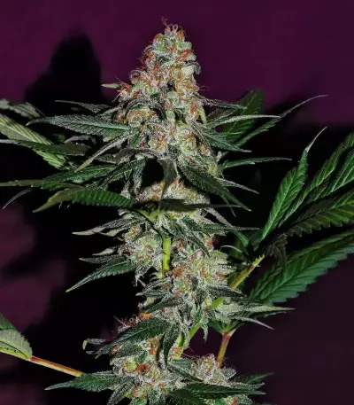 Sticky Dream (Positronics Seeds)