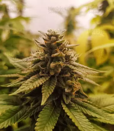 Sticky Dream (Positronics Seeds)