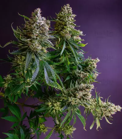Sementes Feminizadas de Strawberry Lemonade (Barney's Farm)