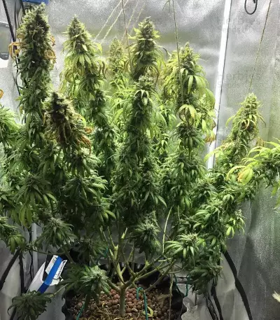 Graines féminisées de Super Lemon Haze (GHS)