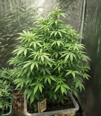 The Magician feminized seeds