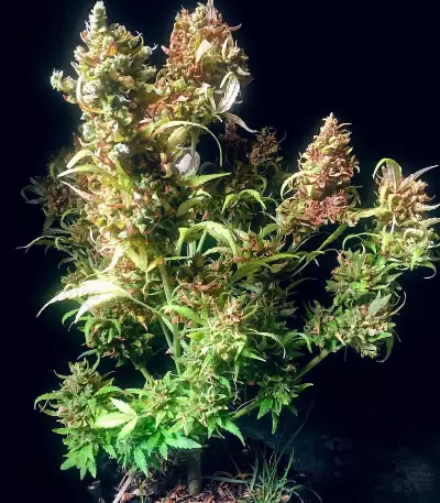 Z Auto (Fast Buds)