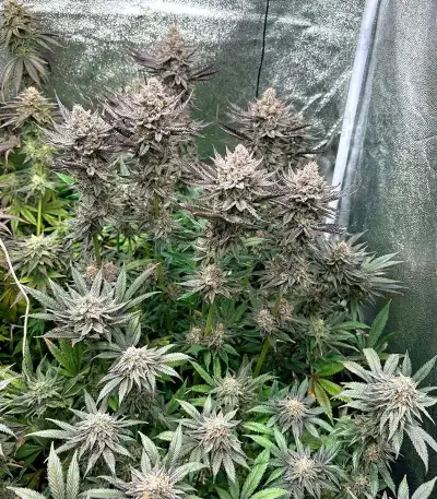 Z feminized seeds (Big Head Seeds)
