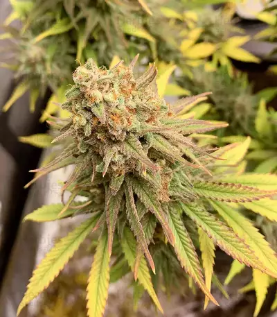 Zkittlez Fast Version (Herbies Seeds)