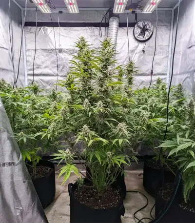 Z-Up Auto Seeds