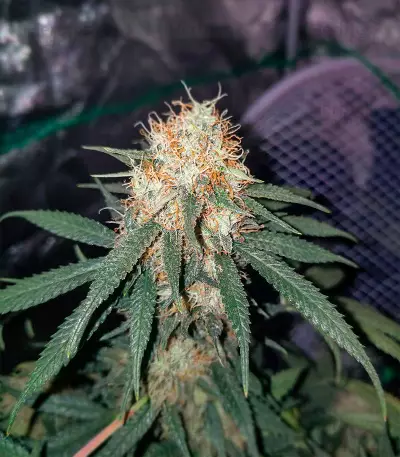 Big Bud (Herbies Seeds)