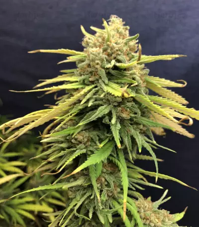 OG Kush Fast Version (Herbies Seeds)