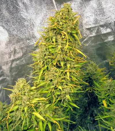 Think Different Auto Seeds feminized cannabis Auto Seeds