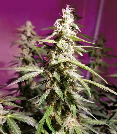 Semi femminizzati AK-48 Auto