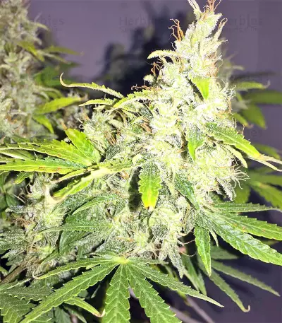 Amnesia Seeds (Seedstockers)