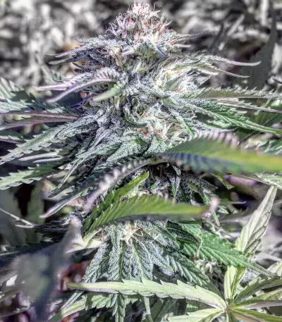 Cheese feminized seeds (Big Buddha Seeds)